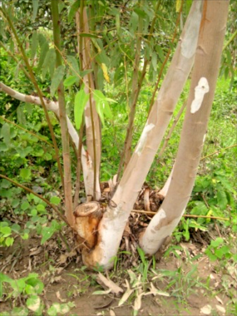 First cut of a Eucalyptus tree.