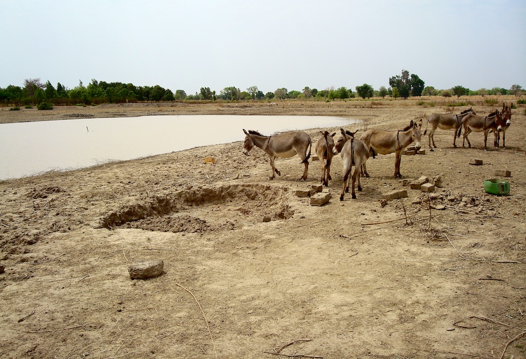 Catchment basins make possible more livestock breeding and rearing.