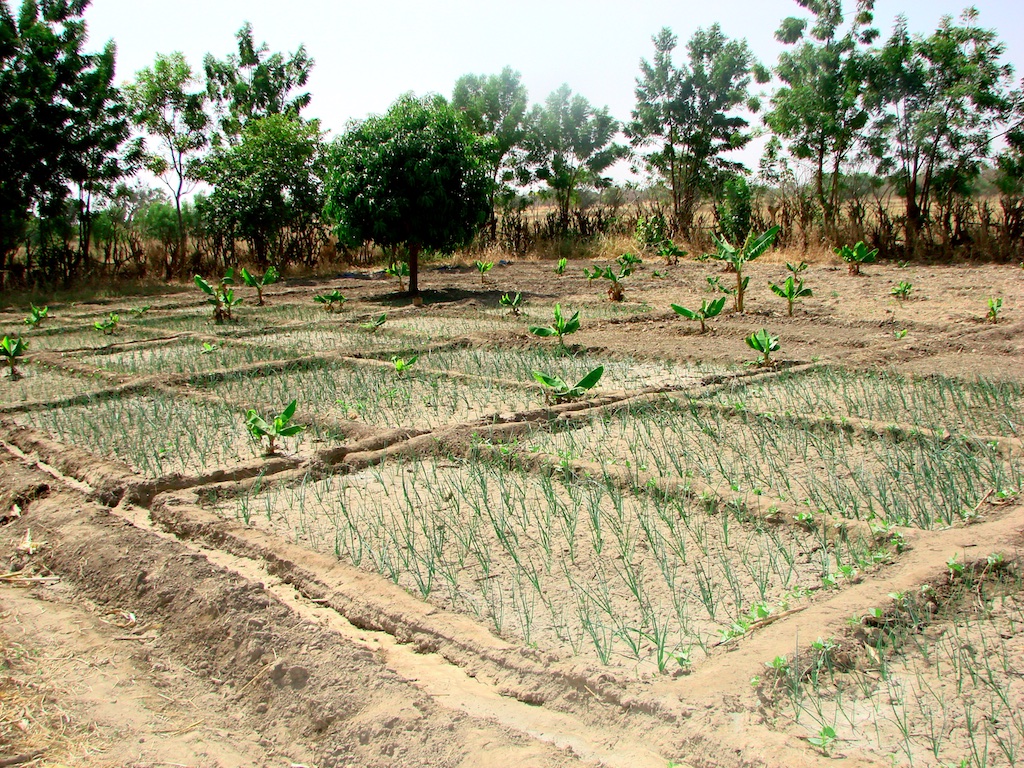 Irrigated onion garden adjacent to Sisene basin.