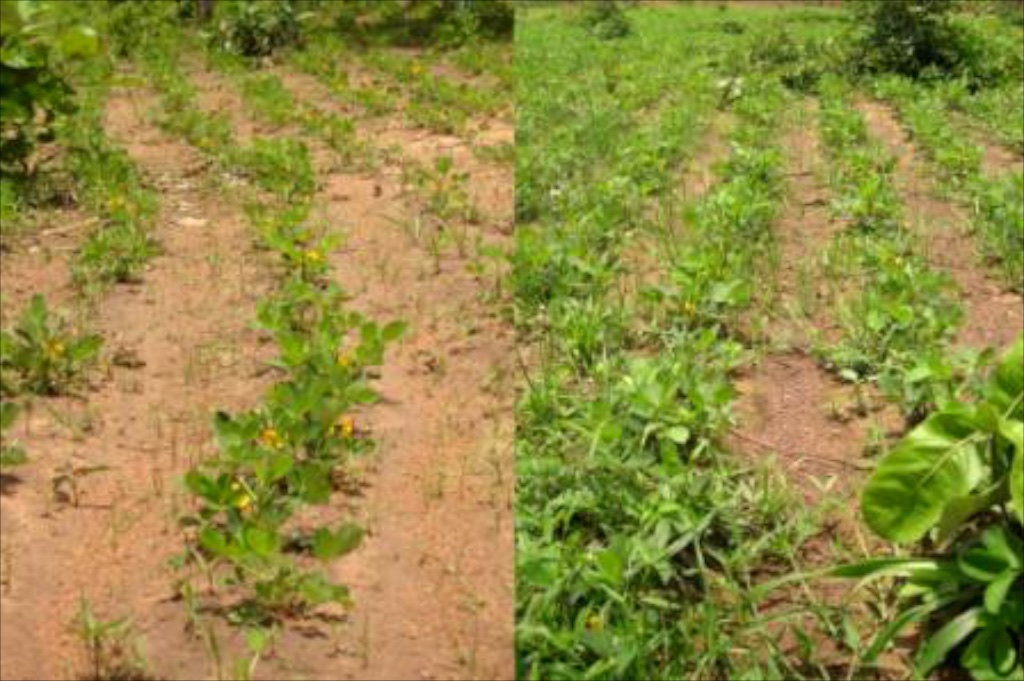 No fertilizer (left) vs. organic fertilizer (right).