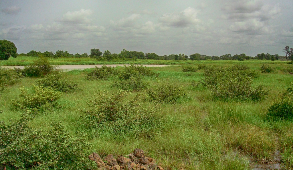 Rainwater catchment basin and surrounding fields of rice in Sisene.