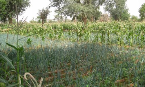 Onion and corn fields.