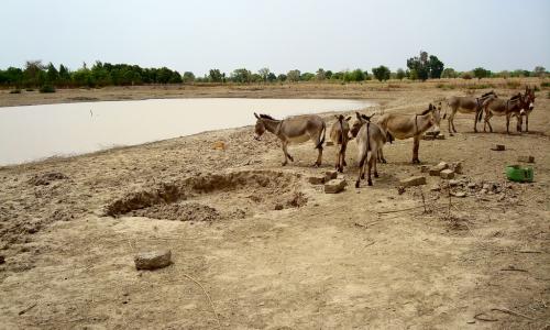 Catchment basins make possible more livestock breeding and rearing.