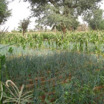 Onion and corn fields.