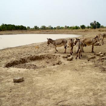 Catchment basins make possible more livestock breeding and rearing.